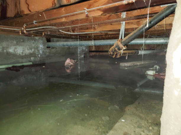 Best Basement water damage restoration  in Lacey, WA