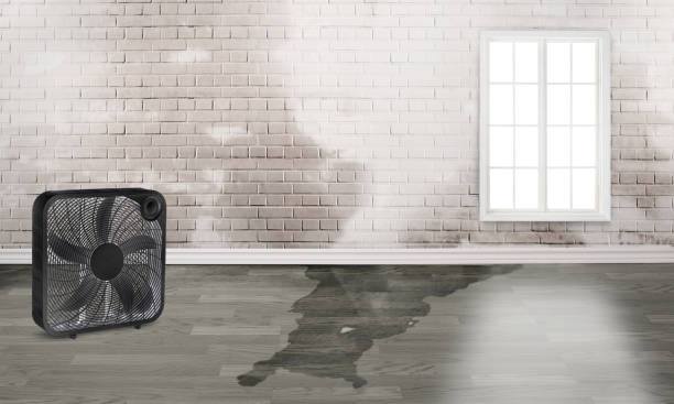 Best 24-hour water damage restoration  in Lacey, WA